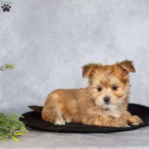 Houston (Teacup), Morkie / Yorktese Puppy